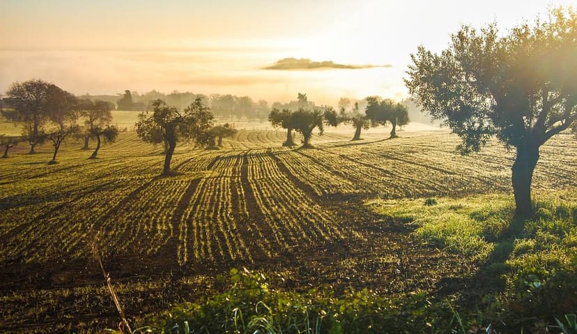 Comparativa de Bioestimulantes para Oliveira em 2026