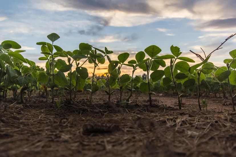 Bioestimulantes para Potencializar a Produção de Cana-de-Açúcar