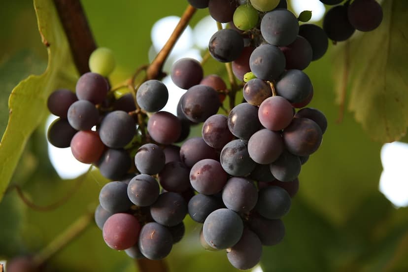 Bioestimulantes para estrés hídrico en vid ecológica: guía 2026