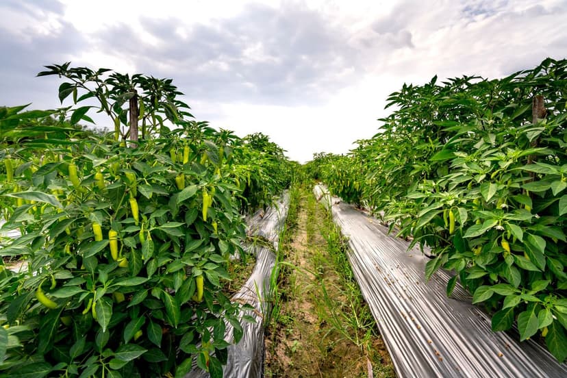 Environmental Impact of Bioprotectants in Agriculture