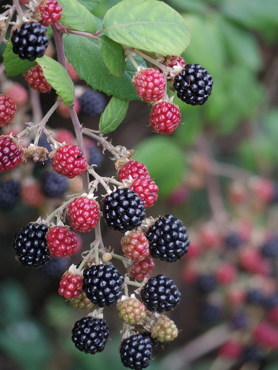 Was ist Hitzestress und wie wirkt er sich auf Himbeeren aus?