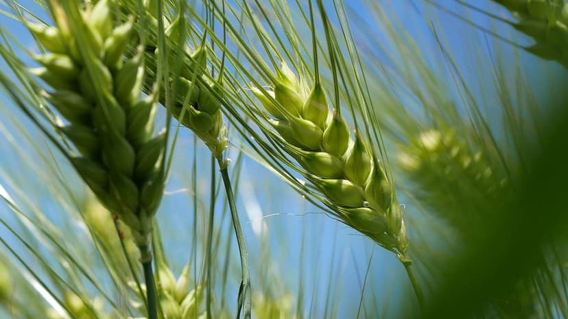 Strategie di Applicazione dei Biostimolanti nei Vigneti