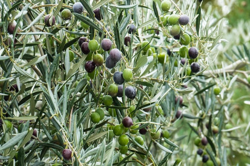 ECOGANIC UNIVERSAL su olivo Arbequina superintensivo: +9,8% produzione