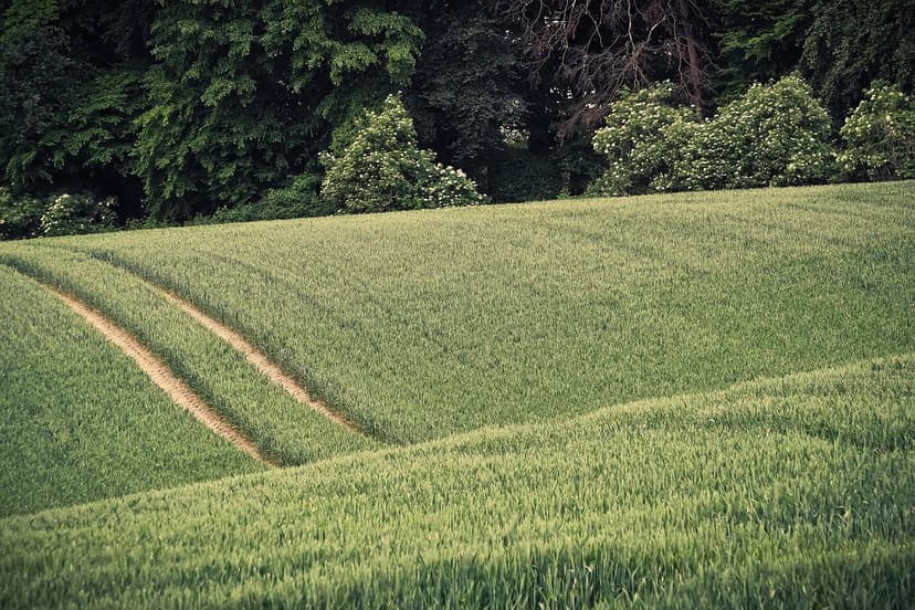 Bioestimulantes para Agricultura Sustentável na América Latina