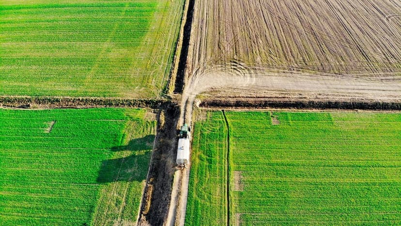 Fertilisation azotée du poivron : Dose et application