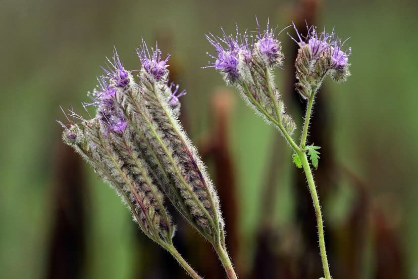 Benefits of Biostimulants in European Agriculture
