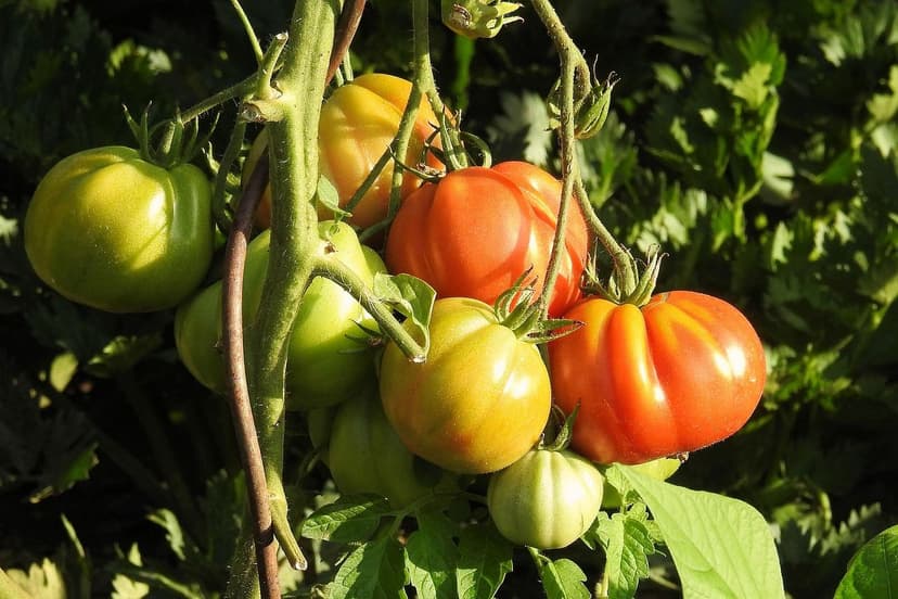 Benefícios de Algas Unicelulares no Tomate