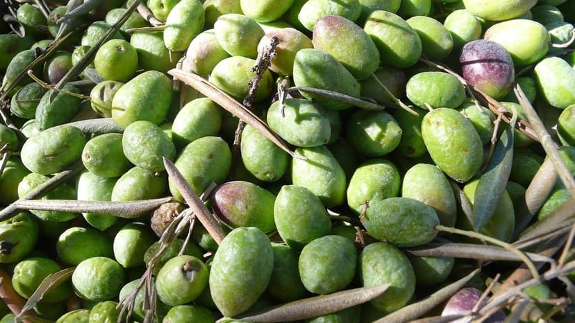 2. Identifizierung von Pilzkrankheiten bei ökologischer Avocado