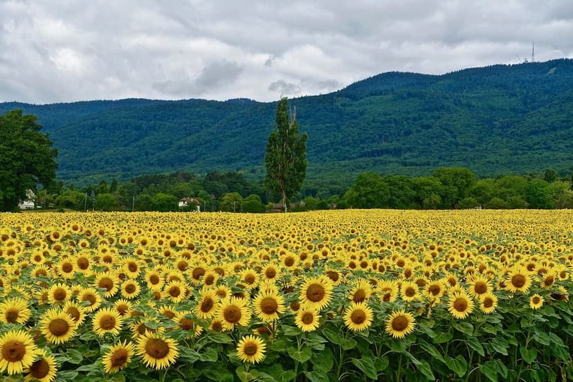 The Rise of Organic Food in Europe: Trends, Benefits, and How to Choos
