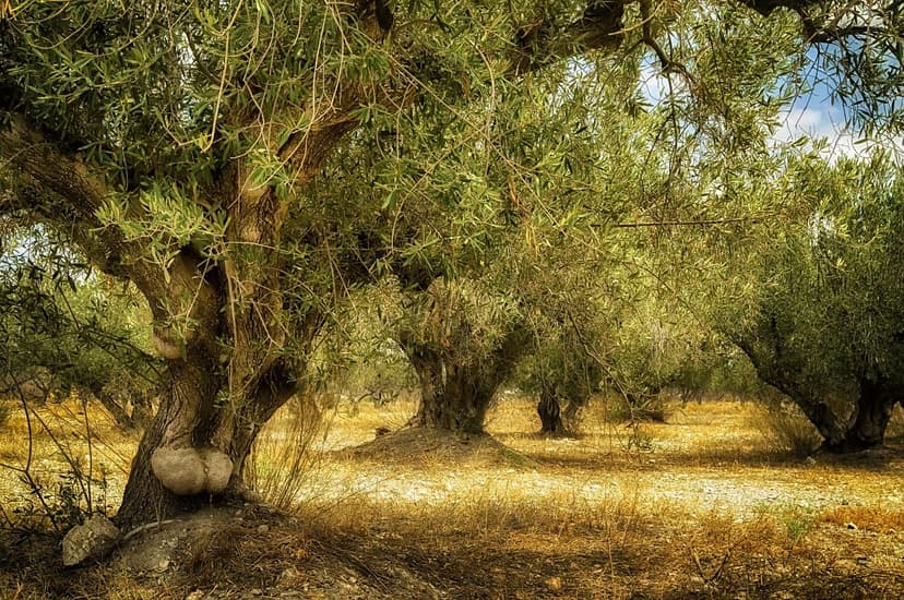 Comparativa de Bioestimulantes para Oliveira em 2026