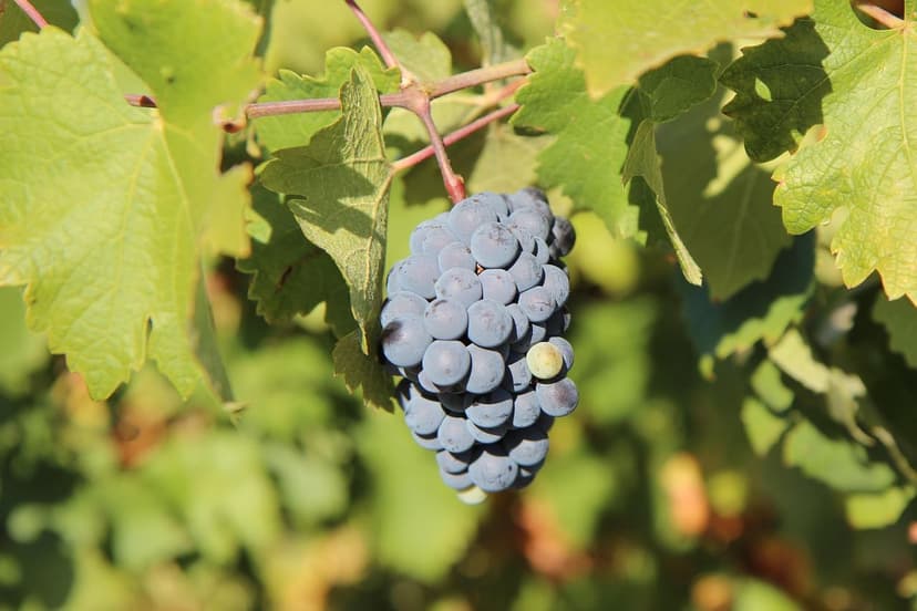 Biostimolanti su vite Tempranillo: +25% di produzione nella Ribera del