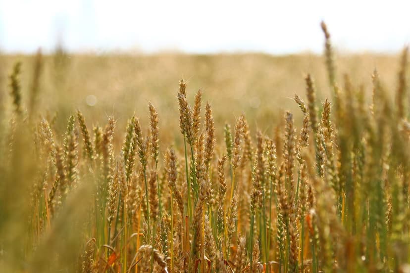 Bioestimulantes que potencializam a produção em cultivos europeus