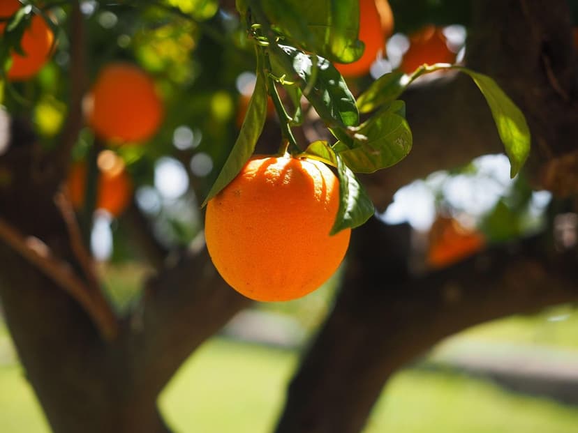 Bioestimulantes para Cítricos: Guía Completa para Naranja, Limón y Man