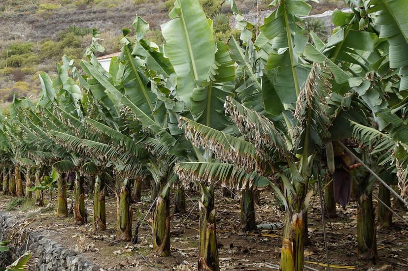 Cómo Corregir la Deficiencia de Nitrógeno en Aguacate