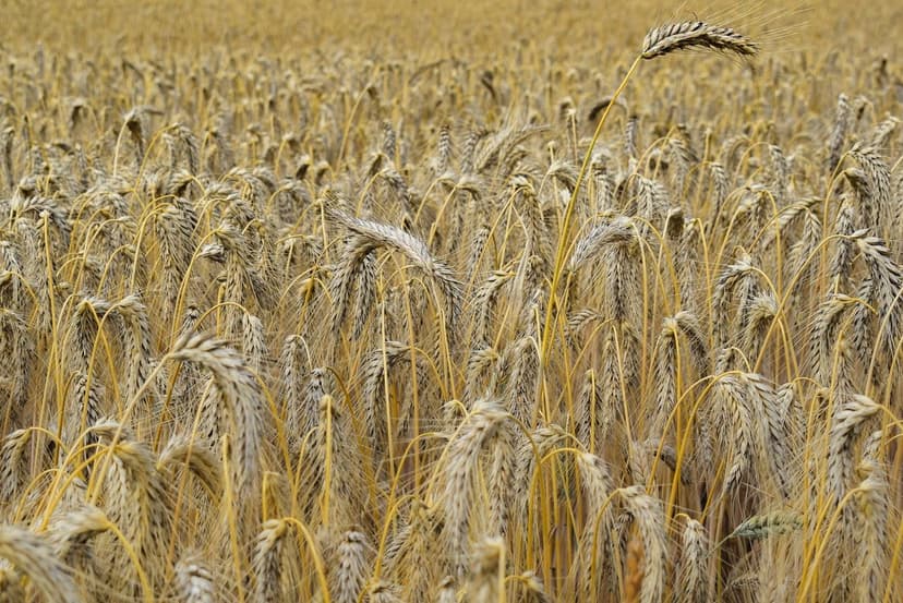 Häufige Fehler bei Biostimulanzien für tropische Kulturen