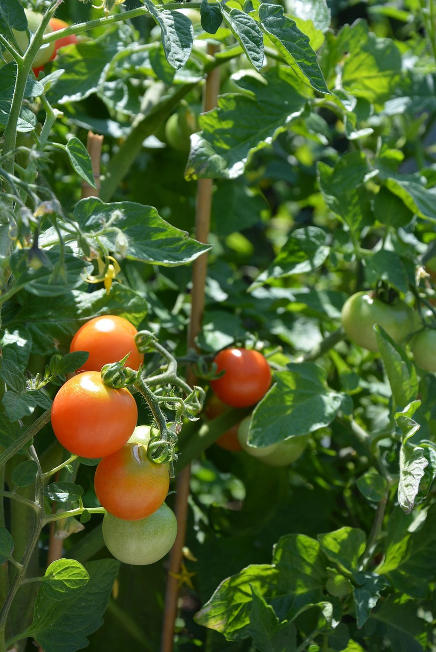 Pianta di pomodoro con radici sviluppate dopo trattamento con microalghe