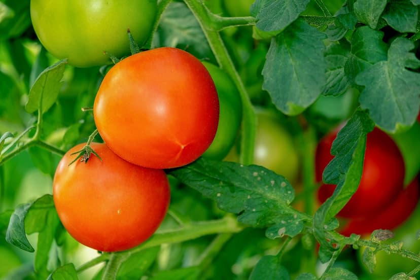 Manejo agronómico del estrés hídrico