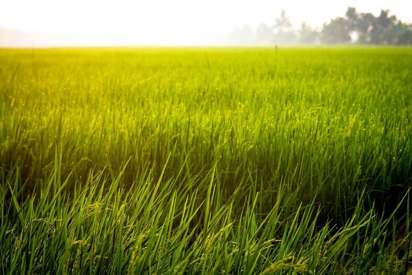 Biostimulants pour une Agriculture Durable en Amérique Latine