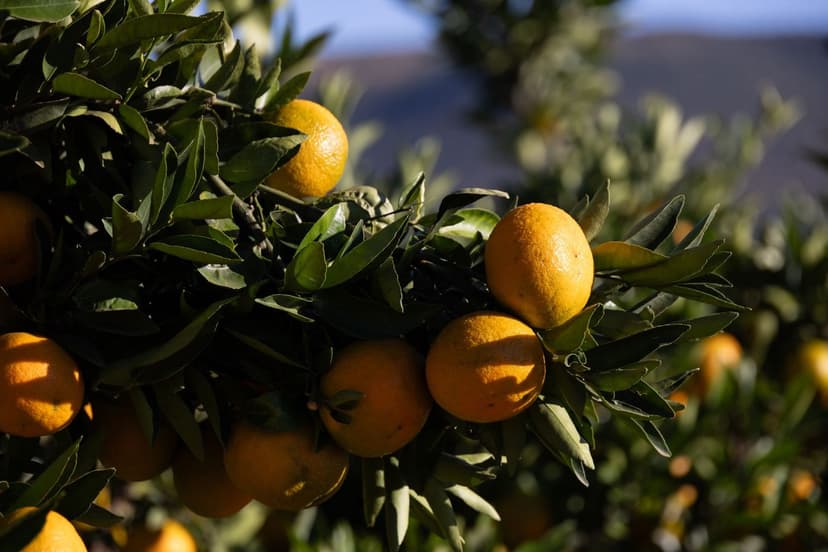 Nitrogen Fertilization in Citrus: Dosage and Key Timing