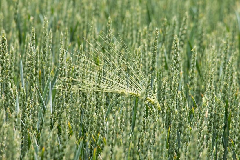 Biostimulants pour améliorer la production de légumineuses