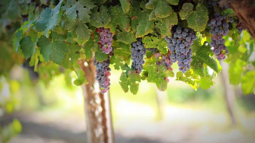 Biostimulants for Disease Control in Grapevines