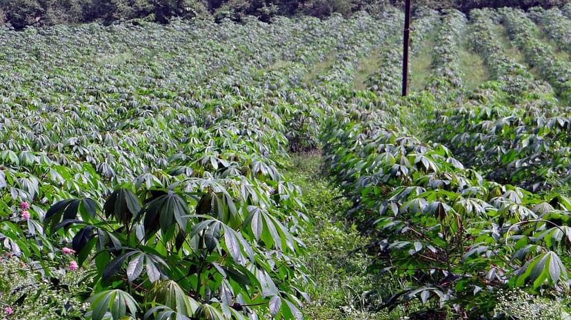 Estratégias de Aplicação de Bioestimulantes em Vinhedos