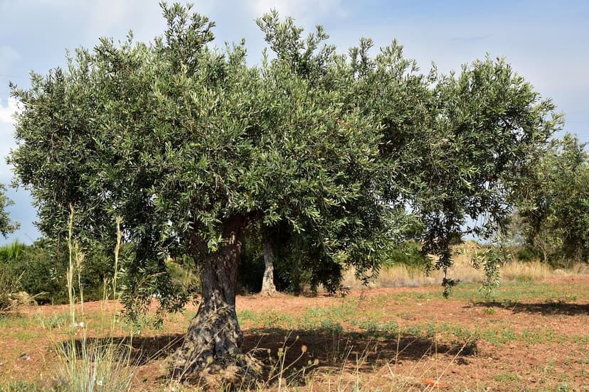 ECOGANIC UNIVERSAL em oliveira Arbequina superintensivo: +9,8% de prod