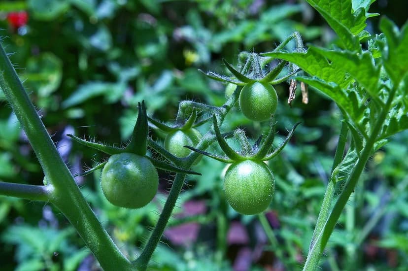 Biostimulants et Qualité de la Tomate : Impact Réel