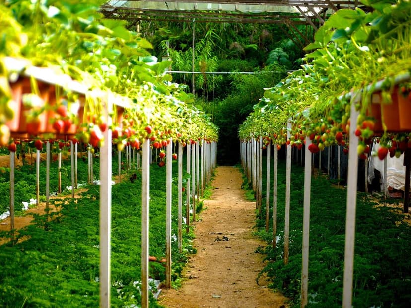 Micronutrientes em Frutas Vermelhas Saudáveis: Sua Importância