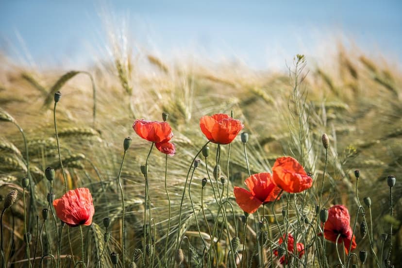 Azote et Acides Humiques en Agriculture Durable