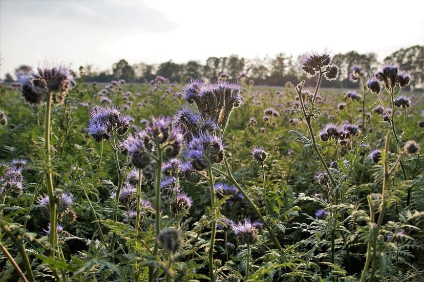 Biostimolanti per l'Agricoltura Sostenibile in America Latina