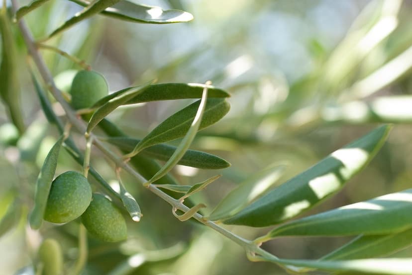 Wirkung von Biostimulanzien auf den Ertrag von Olivenbäumen