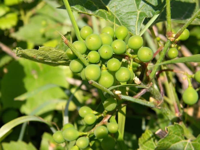 Micronutrients in Healthy Berries: Their Importance