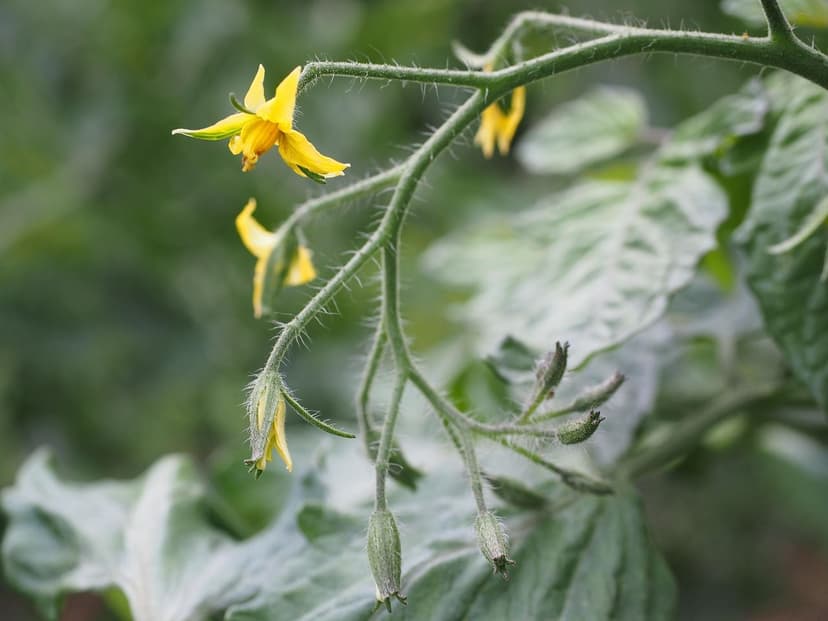 Avantages des algues unicellulaires sur la tomate
