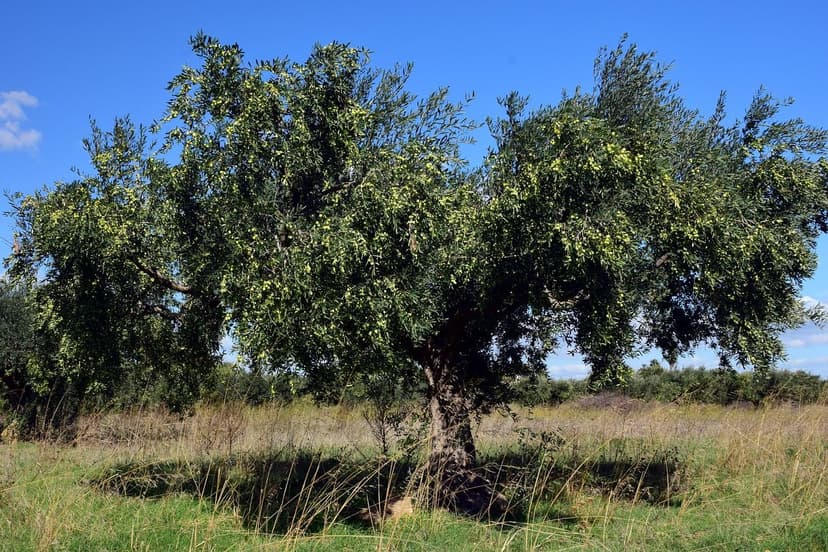 Step-by-step guide to applying bioprotectants in olive trees