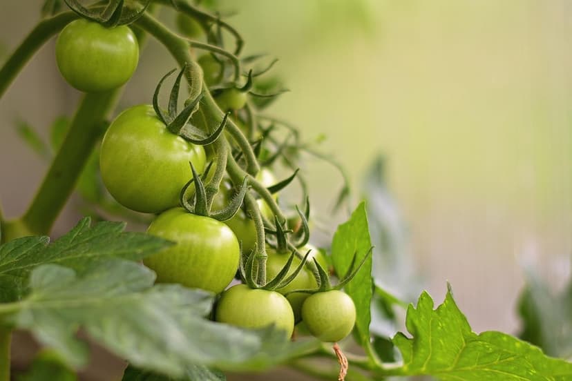 Biostimolanti per Pomodoro: Applicazione e Risultati