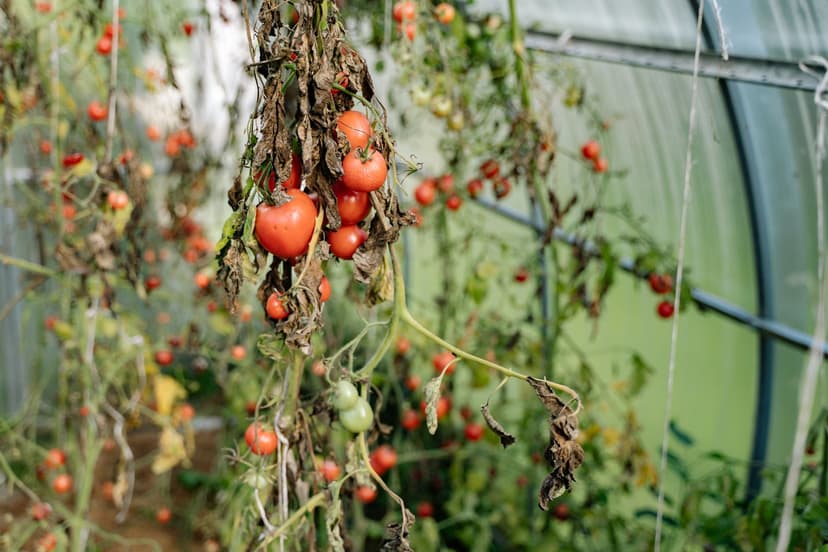 A microbiologia do solo: motor da nutrição do tomate