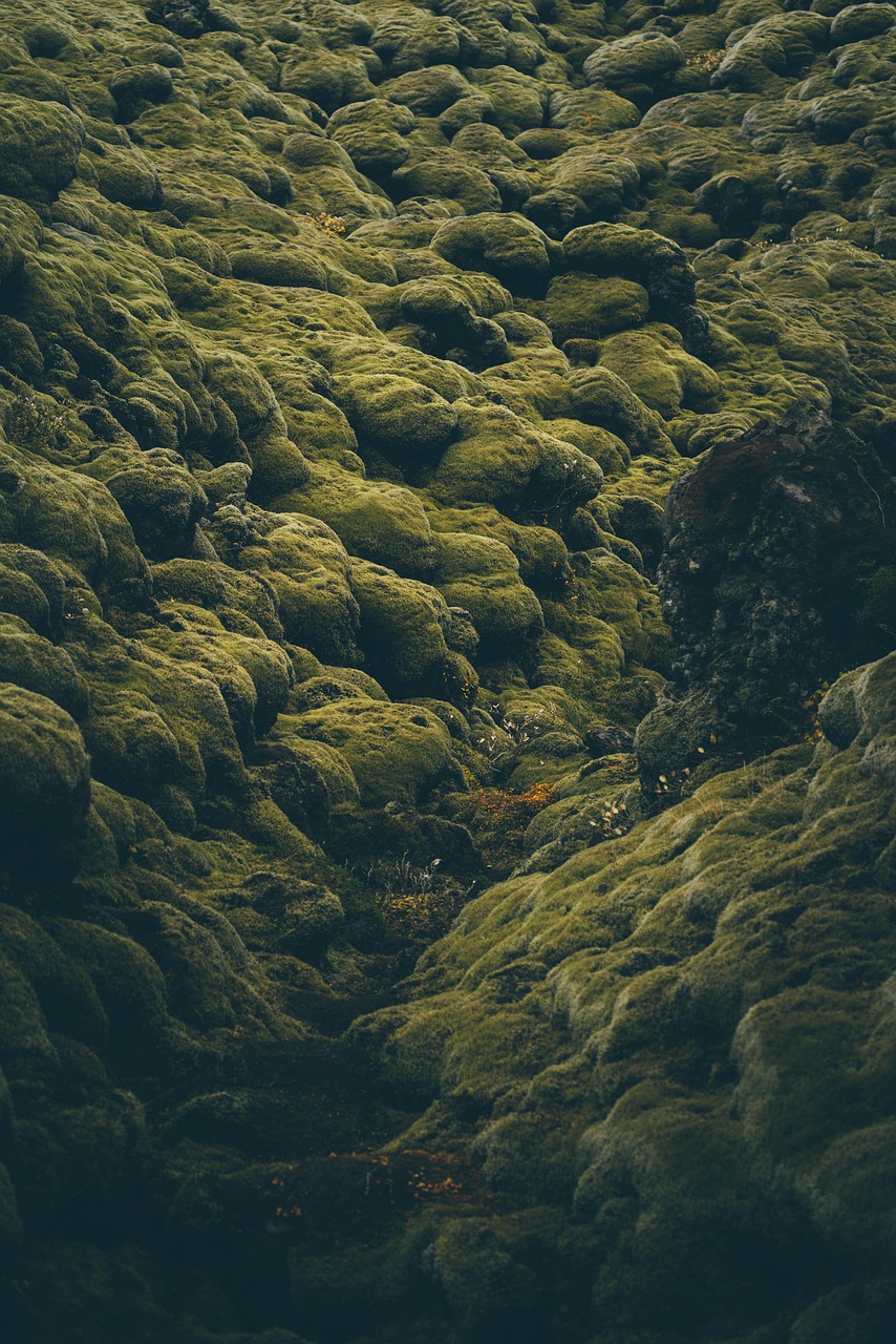 Alga Ascophyllum nodosum utilizada en bioestimulantes para olivar ecológico