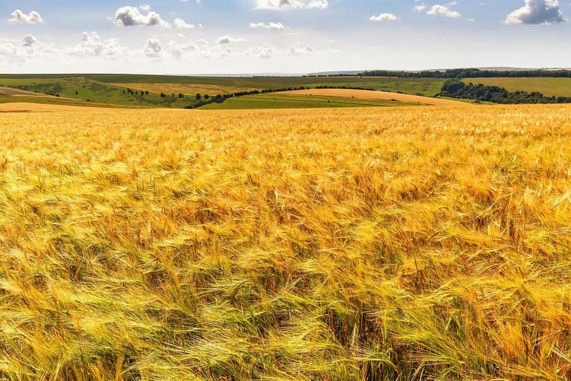Biostimulanzien vs. Düngemittel: Unterschiede und Vorteile
