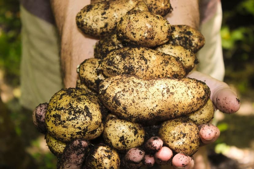 Melhoria do Solo com Bioprotetores em Culturas