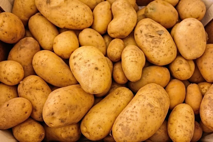 Microrganismos do Solo que Impulsionam Cultivos Agrícolas