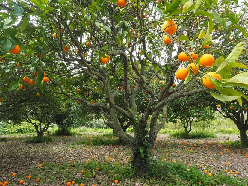 Biostimulants pour Agrumes : Guide Complet pour Orange, Citron et Mand