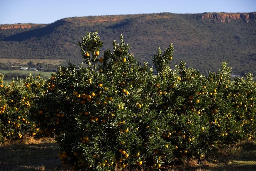 Nitrogen Fertilization in Citrus: Dosage and Key Timing