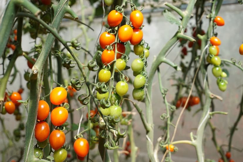 Gestion des coups de soleil sur tomate avec des biostimulants