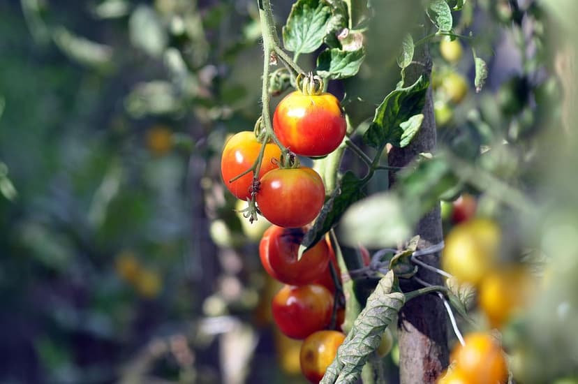Estratégias de Irrigação Eficientes para Bioestimulantes em Tomate