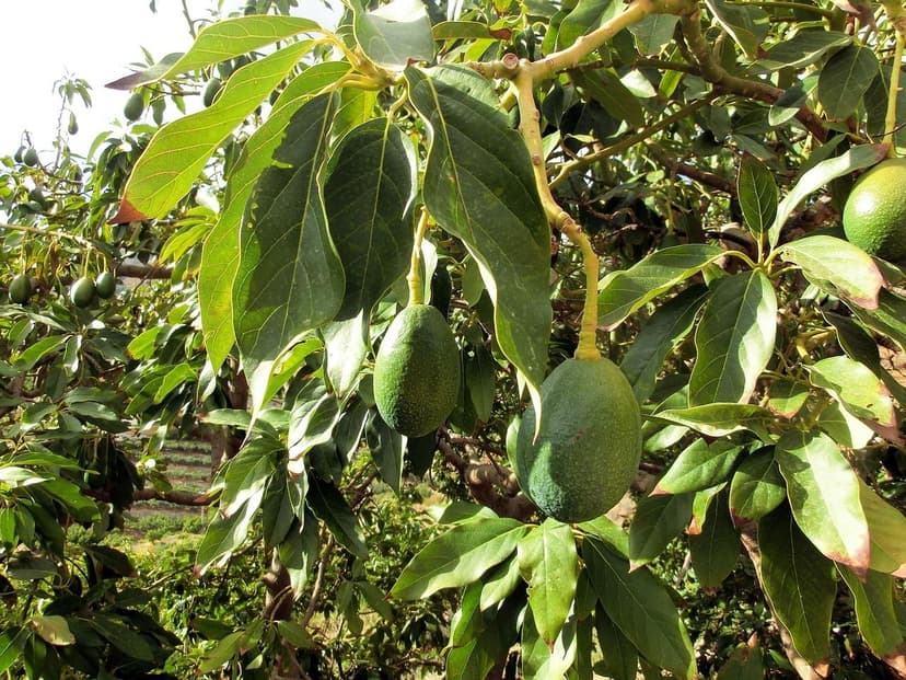 Aminosäure-Biostimulanzien für Avocado in salzhaltigen Böden