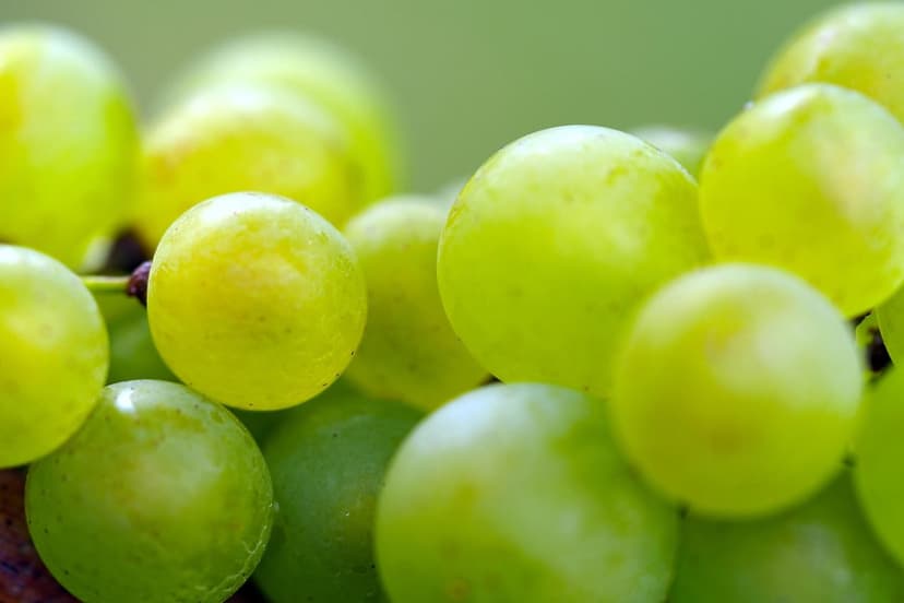 Bioestimulantes para estrés hídrico en vid ecológica: guía 2026
