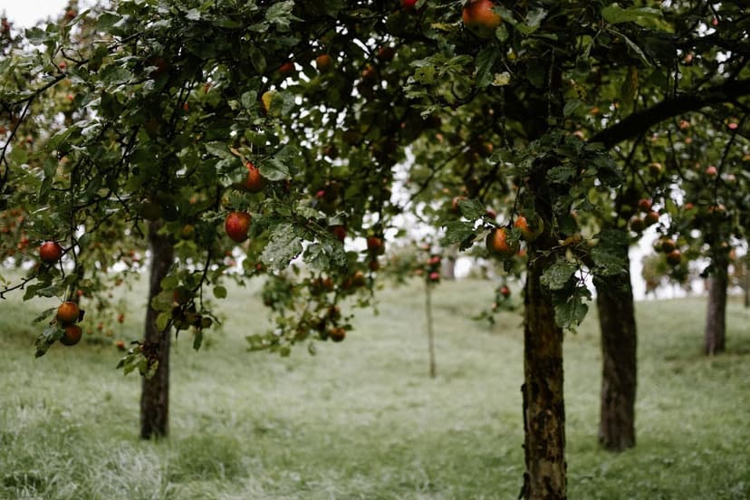 Cuajado en frutales de hueso con bioestimulantes: guía 2026