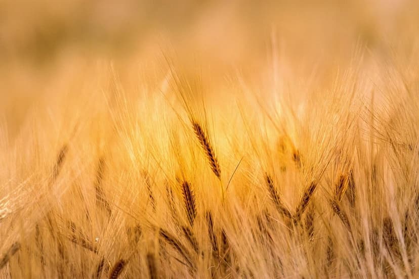 Azote et Acides Aminés : Synergie en Agriculture Durable