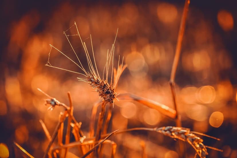Estrategias de Agricultura Sostenible en América